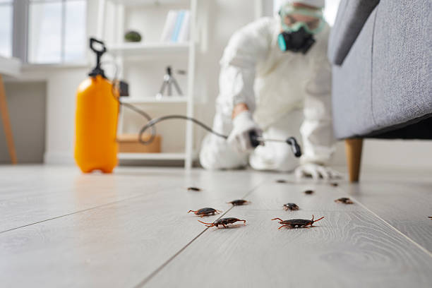 Trusted Cockroach Control service in Eastpointe, MI - Nex Pest Control